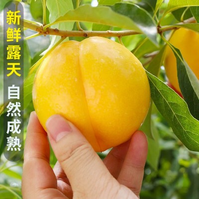 黄金桃5斤桃子新鲜水果当季现摘黄肉蜜桃脆甜桃时令大果顺丰包邮图4