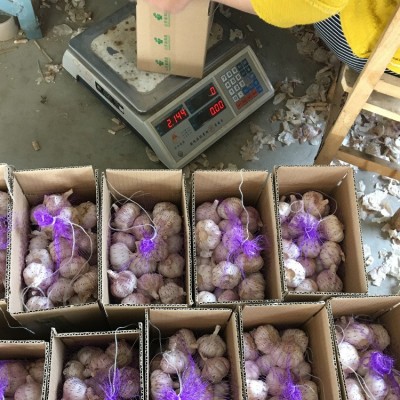 金乡紫皮大蒜 出口大蒜品质 辛辣大蒜 2kg/件 19元/件图3