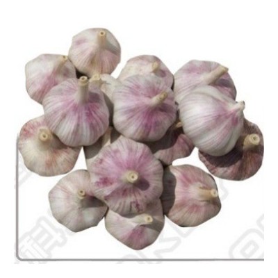 金乡紫皮大蒜 出口大蒜品质 辛辣大蒜 2kg/件 19元/件图5