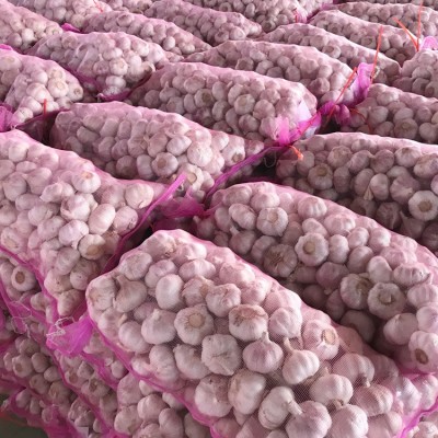 大蒜出口菲律宾 大蒜出口泰国 普白大蒜4.5公分 10kg网袋图2