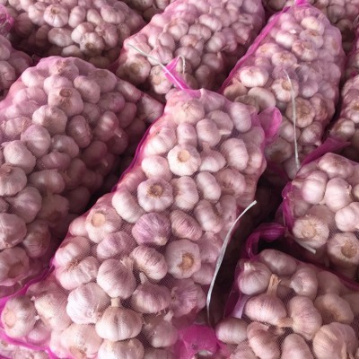 大蒜出口菲律宾 大蒜出口泰国 普白大蒜4.5公分 10kg网袋图4