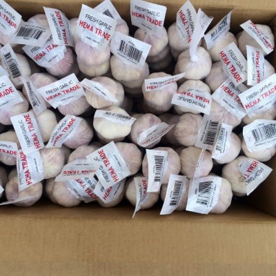 出口埃及土耳其利比亚大蒜小网袋200G纸箱10kg普白大蒜图2