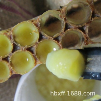 批发新鲜小包装蜂王浆 袋装蜂皇浆蜂乳500g瓶装 代发油菜花蜂王浆图4