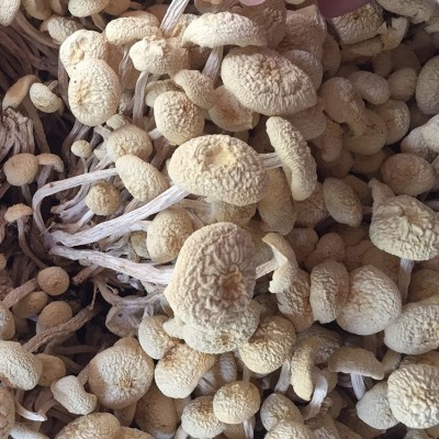 君志 江西广昌特产白色茶树菇干货批发新鲜不开伞6号金顶菇食用菌 君志 江西广昌特产白色茶树菇干货批发新鲜不开伞6号金顶菇食用菌