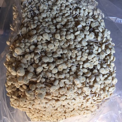 君志 江西广昌特产白色茶树菇干货批发新鲜不开伞6号金顶菇食用菌图3