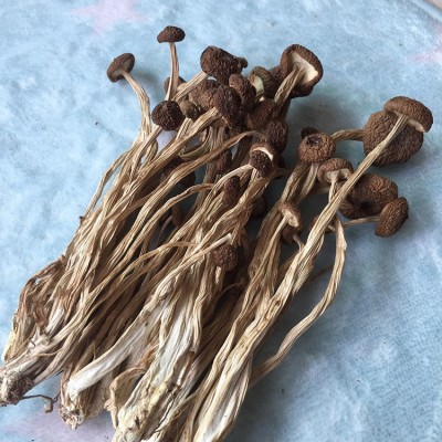 君志 江西广昌3号茶树菇干货批发食用菌 中粗不开伞精品 2023新货图3