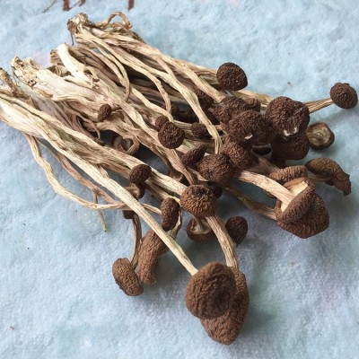 君志 江西广昌3号茶树菇干货批发食用菌 中粗不开伞精品 2023新货图4