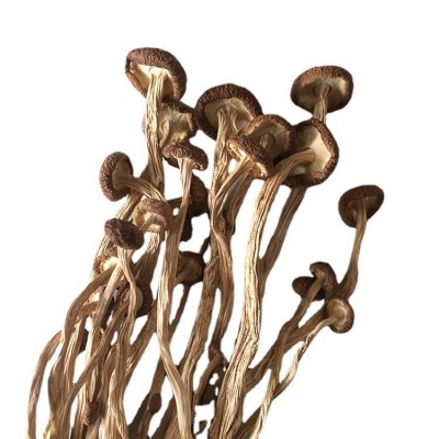 君志 江西广昌3号茶树菇干货批发食用菌 中粗不开伞精品 2023新货图5