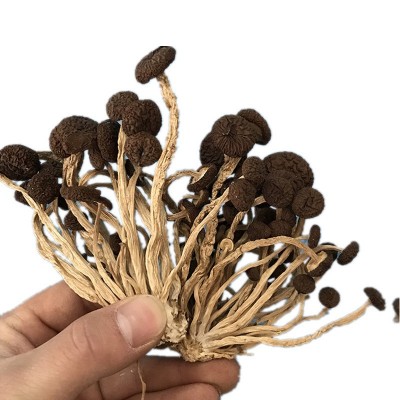 君志 新货江西广昌茶树菇干货批发不开伞5号菇黑帽菇散装食用菌 君志 新货江西广昌茶树菇干货批发不开伞5号菇黑帽菇散装食用菌