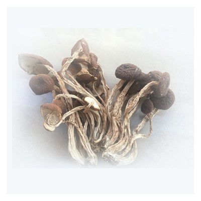 江西特色茶树菇干货不开伞菌菇食用菌干茶树菇500克煲汤食材图5
