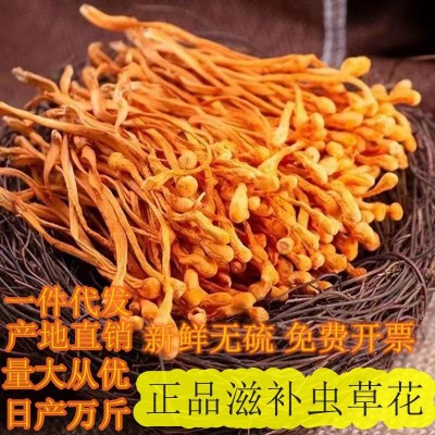 虫草花大量批发农家菌菇无熏硫食用菌菇煲汤进补食材散装批发虫草 虫草花大量批发农家菌菇无熏硫食用菌菇煲汤进补食材散装批发虫草