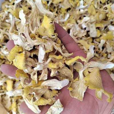 云南特产鸡油菌干蘑菇鸡油黄干货食用菌榆黄菇图4