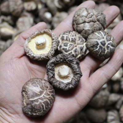 茶花花菇 柄短香菇干冬菇批发产地直发花菇干货批发 佛跳墙配料图2