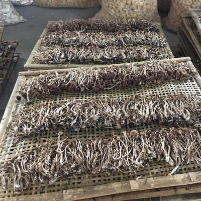 活动优惠素菜茶薪菇 新货不开伞茶树菇批发 无熏厂家批发图4