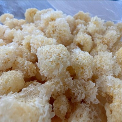 厂家直供古田仿椴木珍珠小银耳散装批发银耳干货白木耳雪耳丑糯耳图3