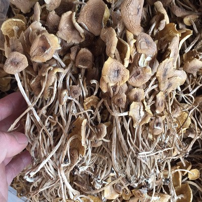 福建特产批发 开伞茶树菇 3号菇古田特产开伞茶树菇走量批发优惠图3