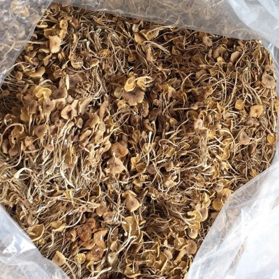 福建特产批发 开伞茶树菇 3号菇古田特产开伞茶树菇走量批发优惠图2