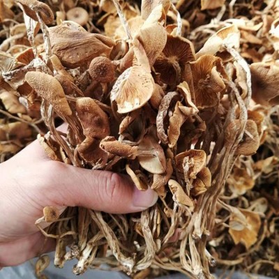 福建特产批发 开伞茶树菇 3号菇古田特产开伞茶树菇走量批发优惠 福建特产批发 开伞茶树菇 3号菇古田特产开伞茶树菇走量批发优惠