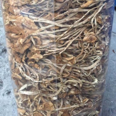 福建特产批发 开伞茶树菇 3号菇古田特产开伞茶树菇走量批发优惠图4