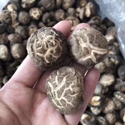 福建古田干货散装 食用菌干花菇特产农产品厂家批发花菇250g图2