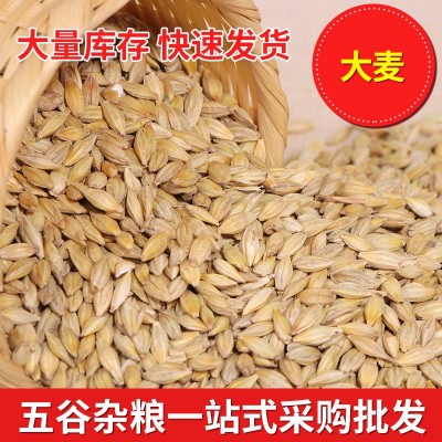 批发带壳大麦 宠物饲料大麦 鸽子 鸟粮大麦 50KG袋装大麦 批发带壳大麦 宠物饲料大麦 鸽子 鸟粮大麦 50KG袋装大麦