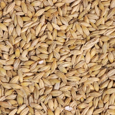 批发带壳大麦 宠物饲料大麦 鸽子 鸟粮大麦 50KG袋装大麦图3