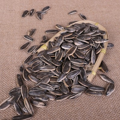 生葵花子 批发鸽子生瓜子 散装生瓜子 宠物鸟瓜子 原料葵花籽图4