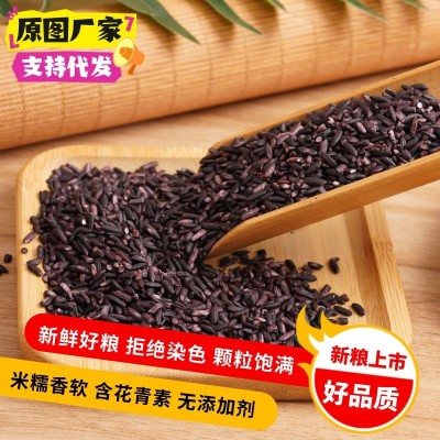 新米紫米云南墨江紫糯米黑糯粽子米饭团材料50斤五谷杂粮米血糯米图3