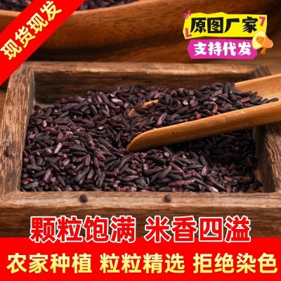 新米紫米云南墨江紫糯米黑糯粽子米饭团材料50斤五谷杂粮米血糯米图2
