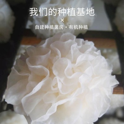 建宁龙威贡牌源头工厂直供批采500g剪花有机银耳图3