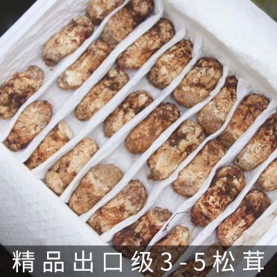 2025新鲜松茸云南香格里拉菌菇食用菌产地直发煲汤松茸干批发图5