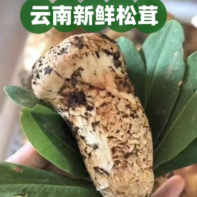 2025新鲜松茸云南香格里拉菌菇食用菌产地直发煲汤松茸干批发 2025新鲜松茸云南香格里拉菌菇食用菌产地直发煲汤松茸干批发