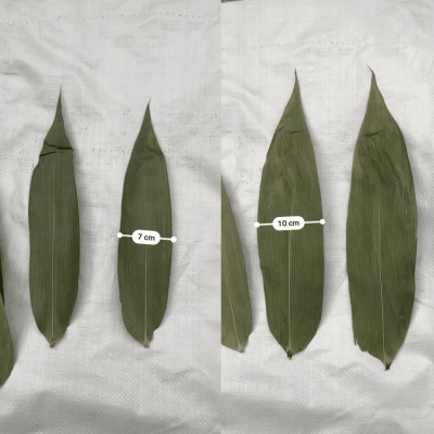 批发大量干粽叶15斤小包装 箬叶麻竹叶不破裂粽叶 干粽叶散装放心图4