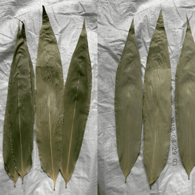 批发简装干粽叶散装粽叶 真空包装大粽叶端午新鲜粽叶竹竹叶图4