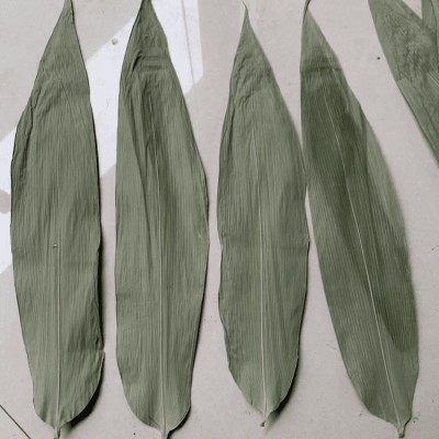 批发简装干粽叶散装粽叶 真空包装大粽叶端午新鲜粽叶竹竹叶图3