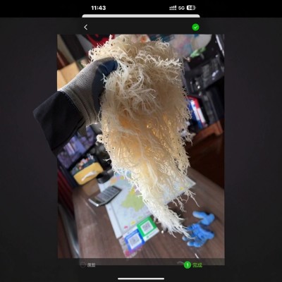 龙须菜批发海石花凉拌菜潮货鹿角菜麒麟菜原货海藻有机海洋商用图2