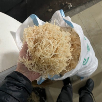 龙须菜批发海石花凉拌菜潮货鹿角菜麒麟菜原货海藻有机海洋商用图4