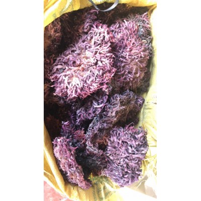 海南石花菜海藻麒麟菜血珊瑚草海燕窝海石花膏海凉粉海冻菜干货图2