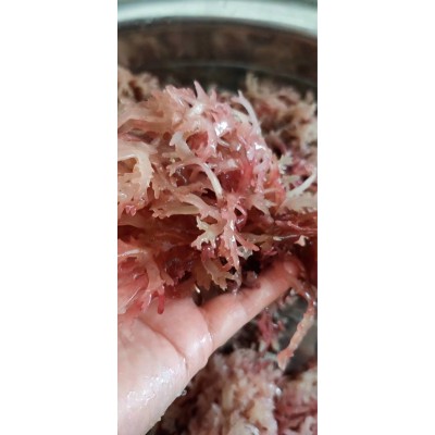 海南石花菜海藻麒麟菜血珊瑚草海燕窝海石花膏海凉粉海冻菜干货图4