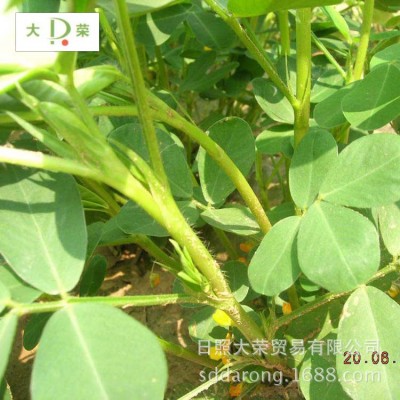 脱皮乳白花生仁 海花去皮花生出口图5