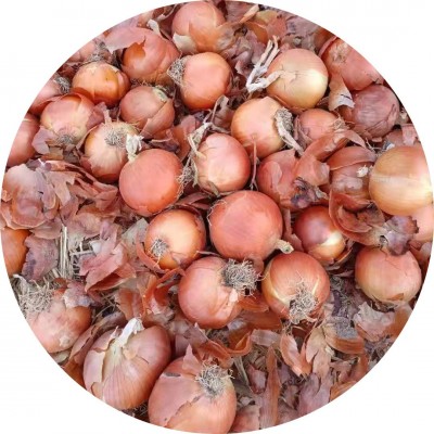 出口洋葱红洋葱黄洋葱甘肃山东江苏河南云南品种商检甘肃洋葱图5