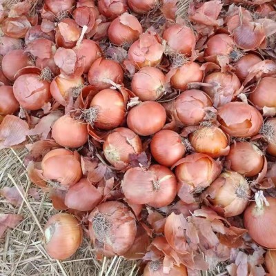 出口洋葱红洋葱黄洋葱甘肃山东江苏河南云南品种商检甘肃洋葱图3