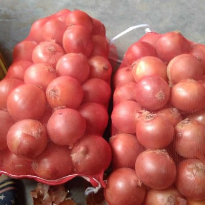 出口洋葱红洋葱黄洋葱甘肃山东江苏河南云南品种商检甘肃洋葱图2