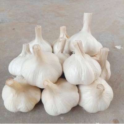 山东苍山四六瓣大蒜兰陵46瓣苍山大蒜蒜头批发零售白皮蒜苍山大蒜图4