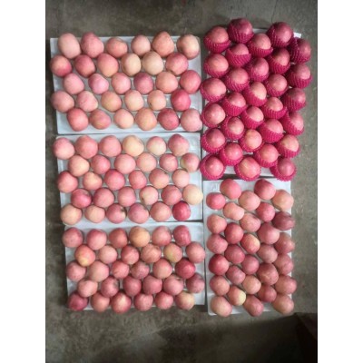 大量供应出口新鲜水果 富士苹果 红星苹果 鸭梨 皇冠梨图5