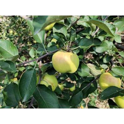 大量供应出口新鲜水果 富士苹果 红星苹果 鸭梨 皇冠梨图4