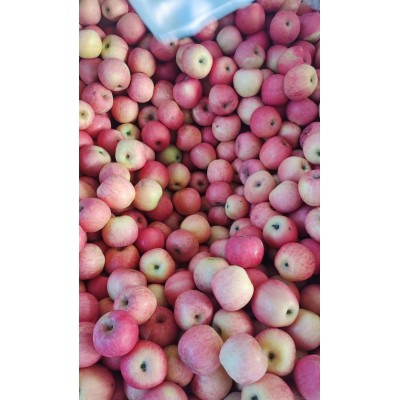 大量供应出口新鲜水果 富士苹果 红星苹果 鸭梨 皇冠梨图3