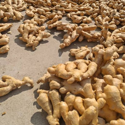 出非洲口大姜中东姜出马来生姜口大量供应价格优惠生姜ginger图5