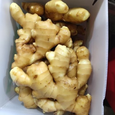 出非洲口大姜中东姜出马来生姜口大量供应价格优惠生姜ginger图2