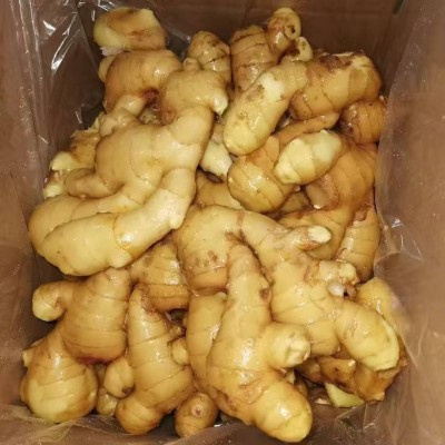 出非洲口大姜中东姜出马来生姜口大量供应价格优惠生姜ginger 出非洲口大姜中东姜出马来生姜口大量供应价格优惠生姜ginger